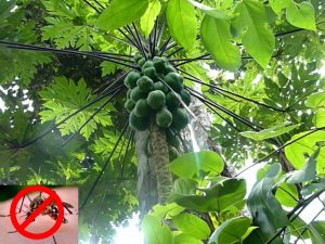 dangue-female-aedes-mosquito-papaya-cure