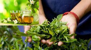 blog-green-tea-benefits