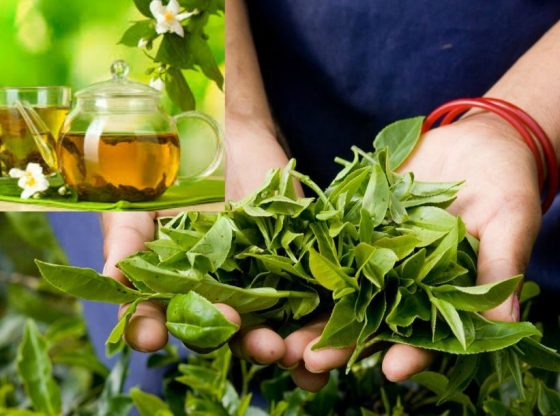 blog-green-tea-benefits