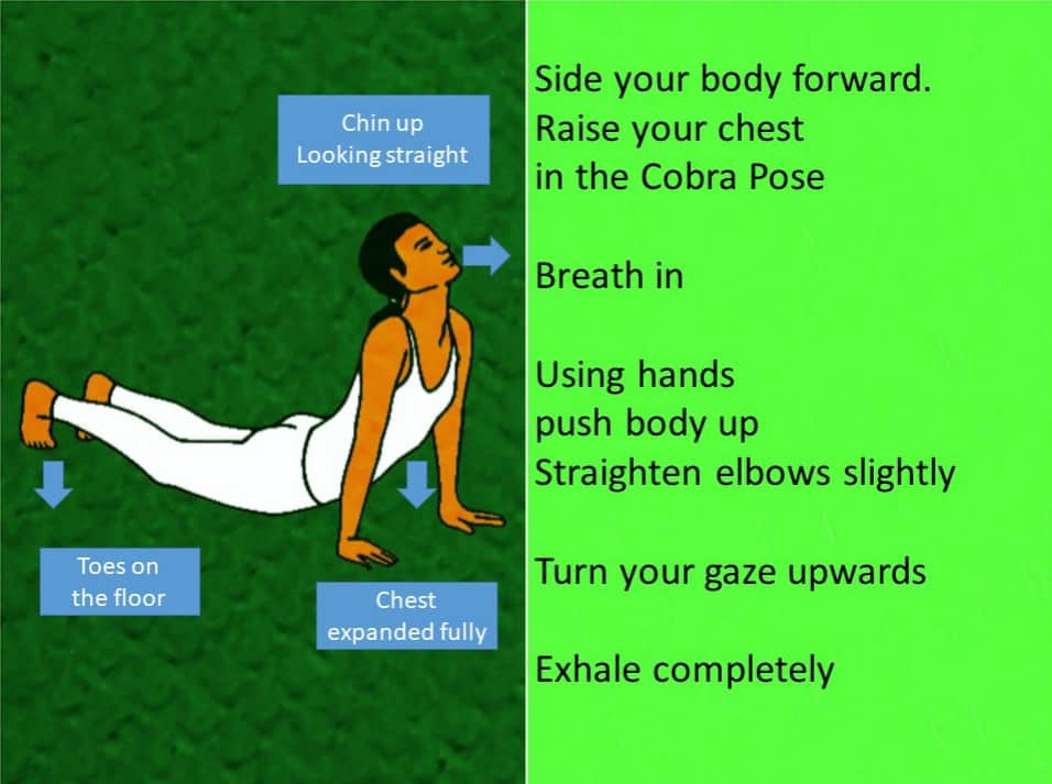 Cobra Pose-Bhujansasana-Surya-namaskar-yoga-pose-sun -salutation-12-steps-images-video-yoga-101-108-surya-namaskar-wellnessworks