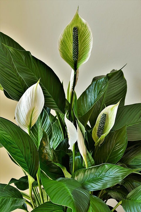 peace-lily