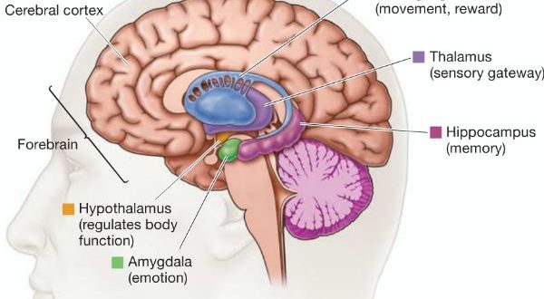 brain-structure-changes-with-meditation