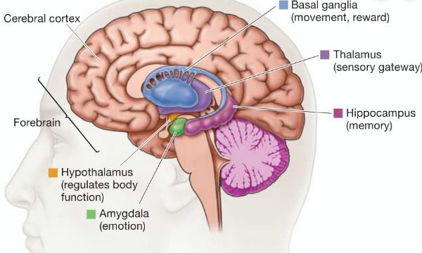 brain-structure-changes-with-meditation