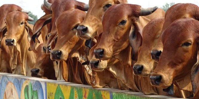 a2-indian-cow-milk-benefits